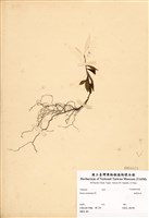 藏品(銳葉柃木)的圖片